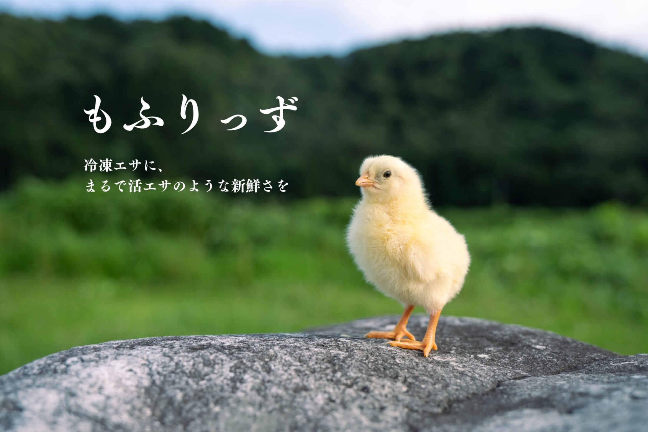 国産】冷凍ヒヨコ 200羽 ふわふわ鮮度抜群！ 爬虫類・両生類のエサ