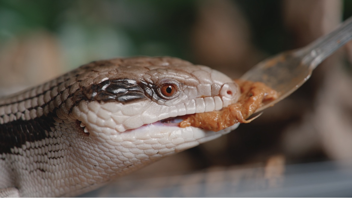 アオジタごはんとは？「正解のごはん」が見つからなかった私たちの出発点