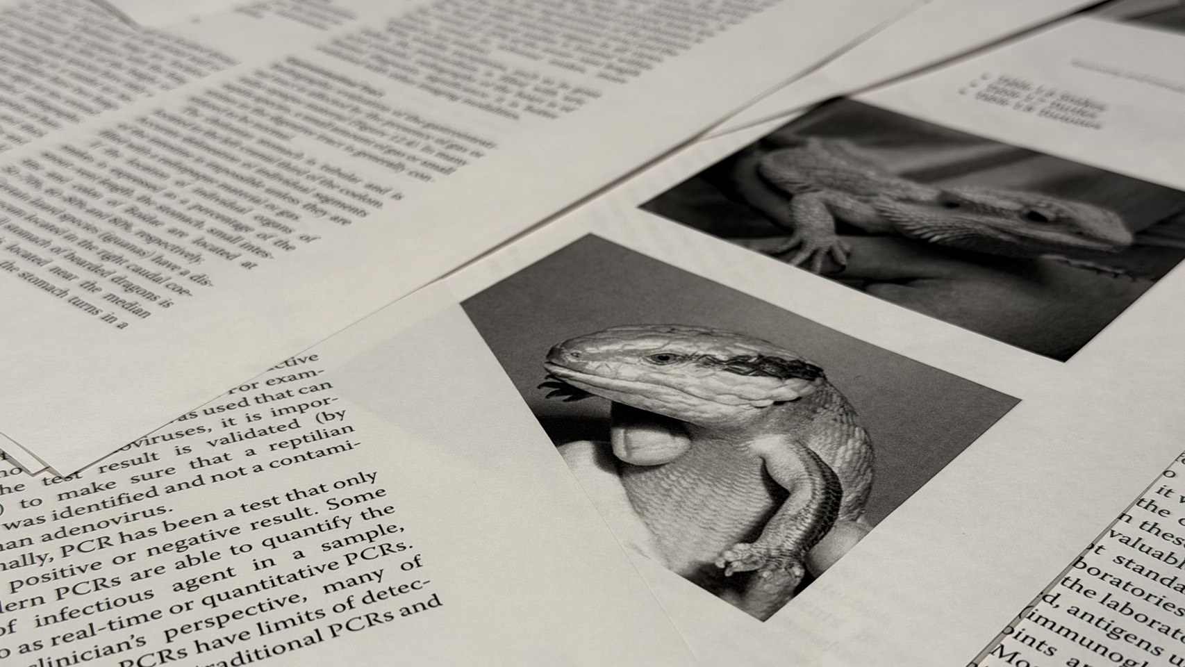 アオジタごはん｜栄養設計編｜  一次データと乾物換算で示す「安全域の完全設計」